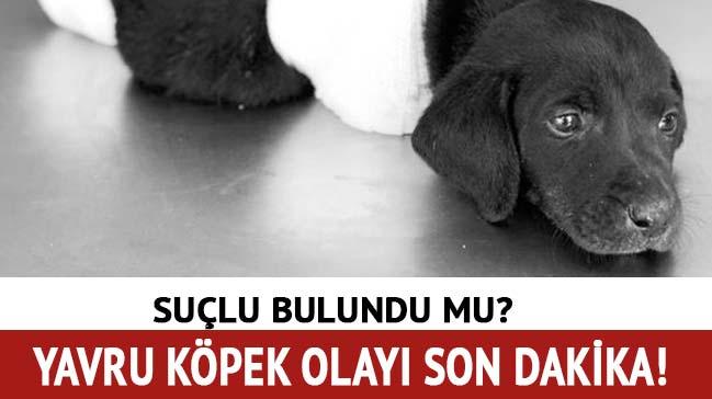 Yavru kpek olaynda yeni gelime