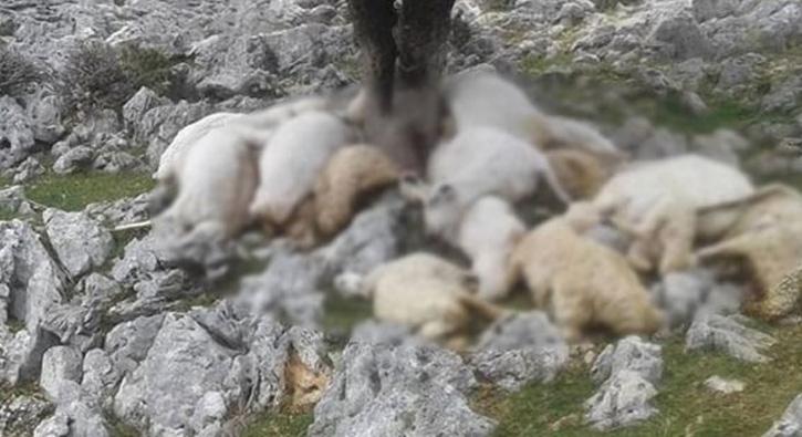 Osmaniye'de 22 koyun yldrm nedeniyle telef oldu