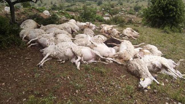 Mersin'de yldrm isabet eden 32 koyun telef oldu