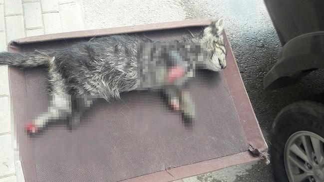 Bursa'da 4 aya kesilmi yavru kedi ls bulundu
