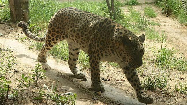 Sri Lanka'da nadir grlen bir leopar ldrd belirlenen 2 kii gzaltna alnd