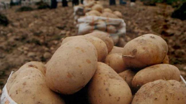 'Patates ve soan fiyatlar, 15-20 gn ierisinde 1- 1,5 lira seviyelerine inecek'
