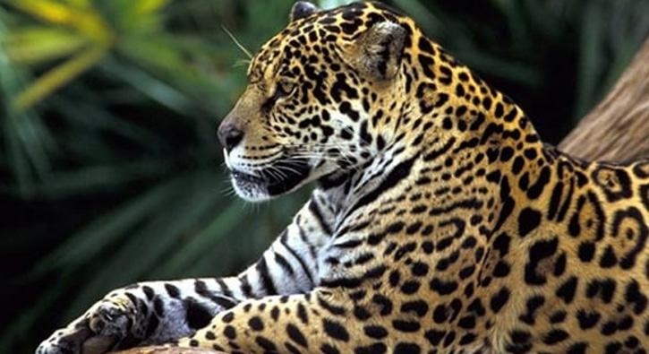 Hindistan'da 6 ayda 90 leopar ldrld