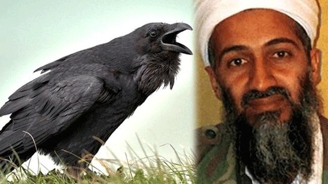 'Bin Ladin'in yerini kargalar buldu!'