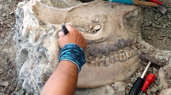 'Omurgal Fosil Lokalitesi'nden bu yl 140 fosil kt 