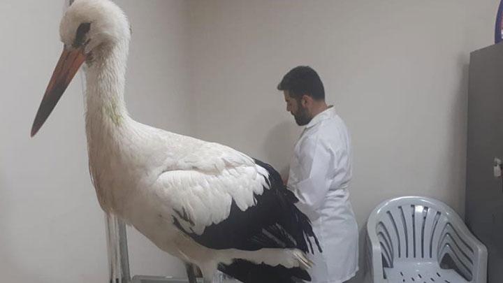 Mehmetik'in Afrin'de bulduu hasta leylek tedavi edilecek 