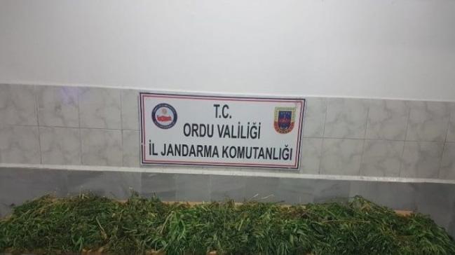 Ordu'da 13 kilogram esrar ele geirildi