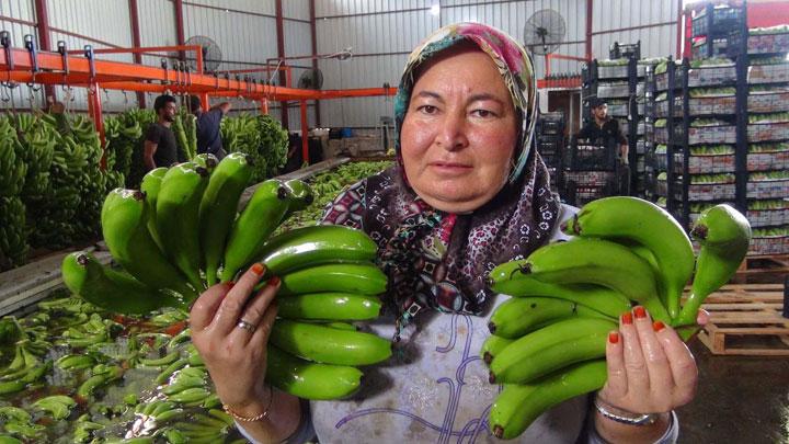 Trkiyenin 400 bin ton muz an Silifke kapatacak 