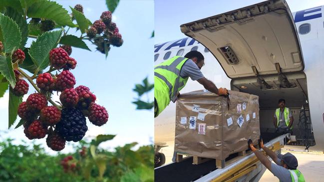 Turkish Cargo Trk brtlenlerini dnyaya tayor