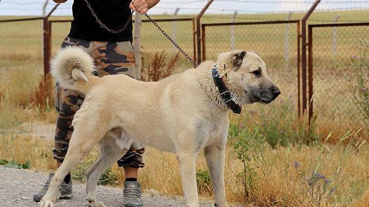 talya Sivas'tan 8 Kangal yavrusu talep etti