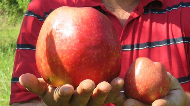 anakkale'de yetitirilen 1 kilo 105 gramlk elma akna evirdi