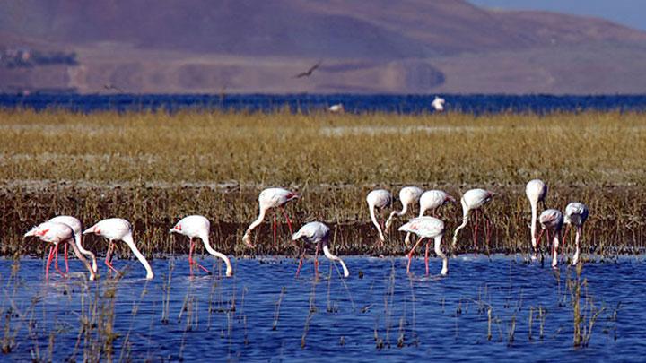 'Van Erek Gl'nde 8'inci Flamingo Festivali' yapld 