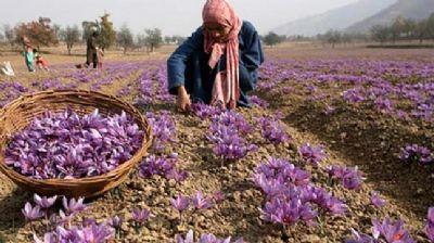 Safranbolu'da safran hasad