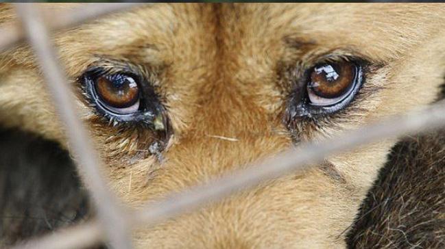 Bakan Pakdemirli: Hayvanlara ikence edene hapis cezas getiriliyor