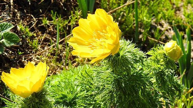 Giresun'da izine 150 yl sonra yeniden rastlanan 'Sar Da Gl' bitkisi korunacak