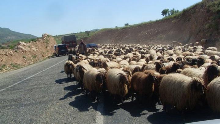 Kilis'te 135 koyun srs HA desteiyle bulundu 