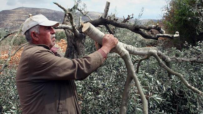 Yahudi yerleimciler, Filistinlilere ait 140 zeytin aacn kesti 