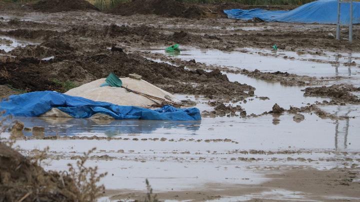 ankr'da saanak 4 bin ton pirince zarar verdi