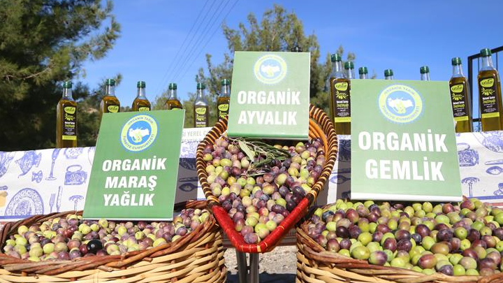 Kahramanmara'ta organik zeytin hasad balad