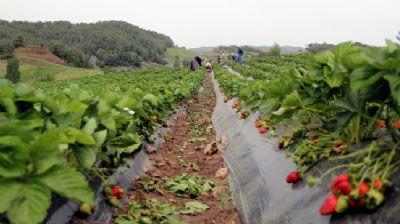 Yaylada ilei ihracat yolunda