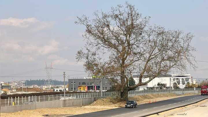 Sakarya'da asrlk nar aac iin gzergah deiti 