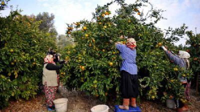 nl Satsuma mandalina, Seferihisardan dnyaya ihra ediliyor