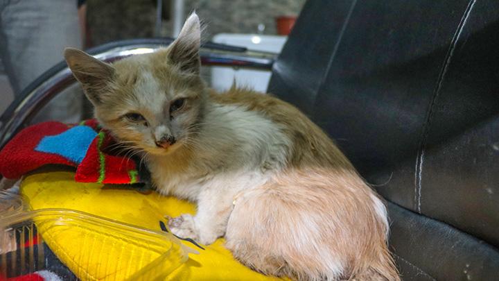 Idr'da ayaklar kesik halde bulunan kedi tedavi altna alnd