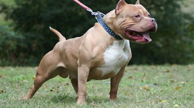 Ankara'da Pitbull besleyen kiiye para cezas  