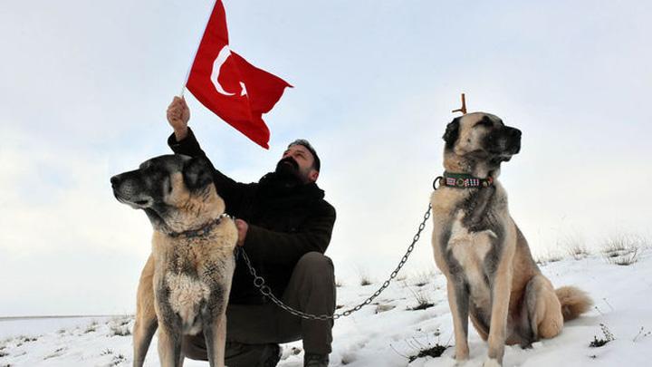 talya gzn Sivas Kangal'na dikti