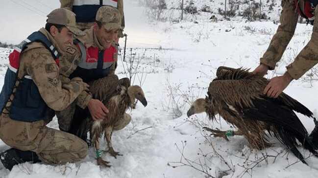 Jandarmann yaral halde bulduu akbaba tedaviye alnd