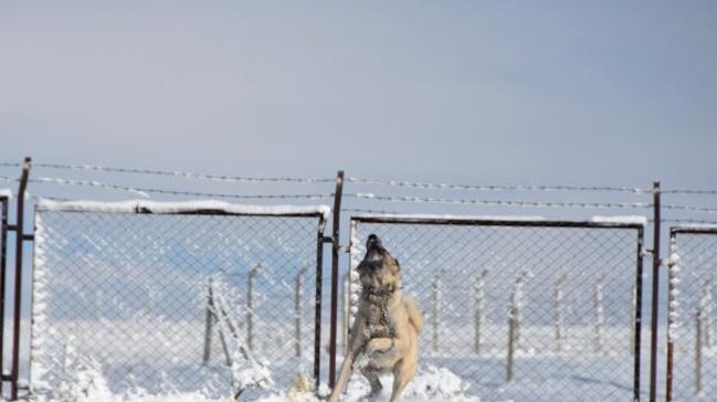 Kangal'n 'drone' tepkisi