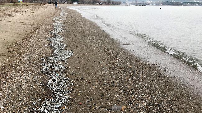 anakkale'de balklar telef oldu