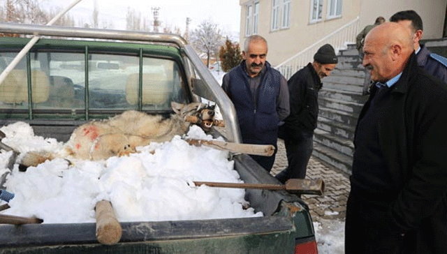 Mu'ta vatandalar yiyecek bulmak iin kye kadar inen kurdu yakalad