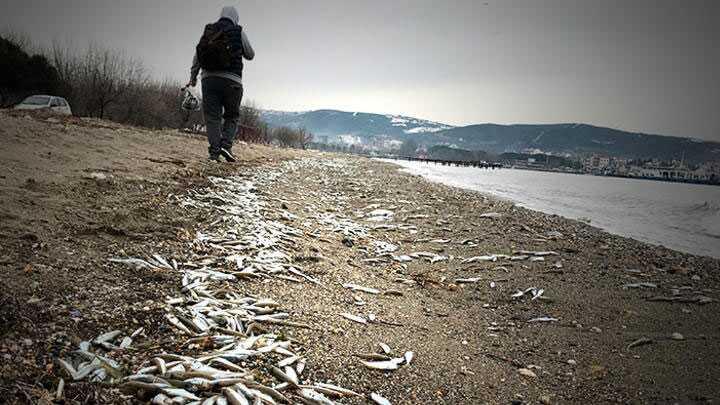 anakkale'de dikkat eken olay: Yzlercesi karaya vurdu