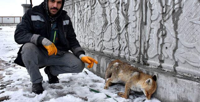 Sivas kent merkezinde tilki donmu halde bulundu