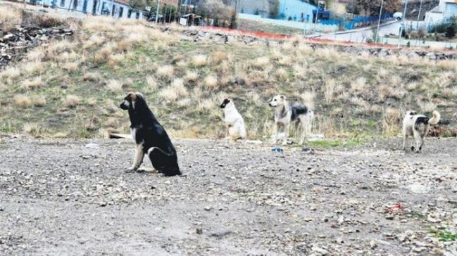 Sokak kpeklerini p kamyonuyla tayan belediye alan hakknda inceleme balatld