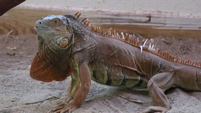 Bodrum'da bulunan iguana, Ormanya'ya getirildi