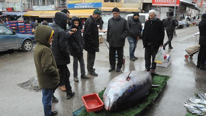 Nide'de 185 kilogramlk orkinoslar ilgi oda oldu