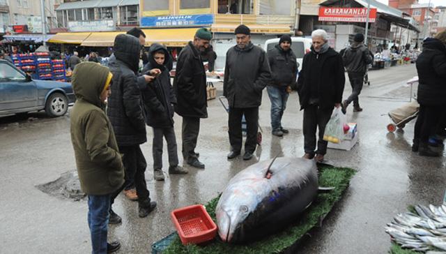 Nide'de 185 kilogramlk orkinoslar ilgi oda oldu