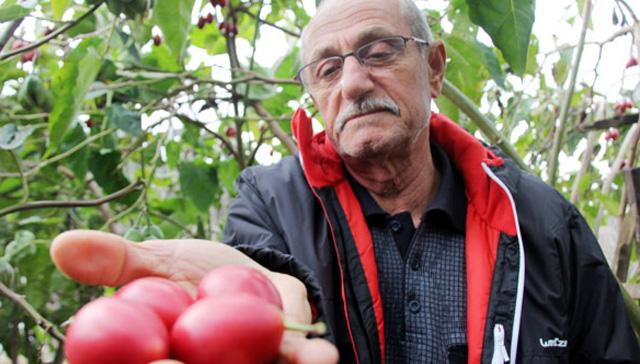 Almanya'da grd 'Tamarilla' bitkisini, kynde yetitirmeye balad, kilosu 10 liradan sata kard