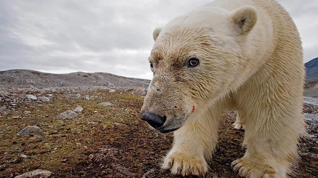 Kutup ays istilas: Evlerinden kamyorlar 