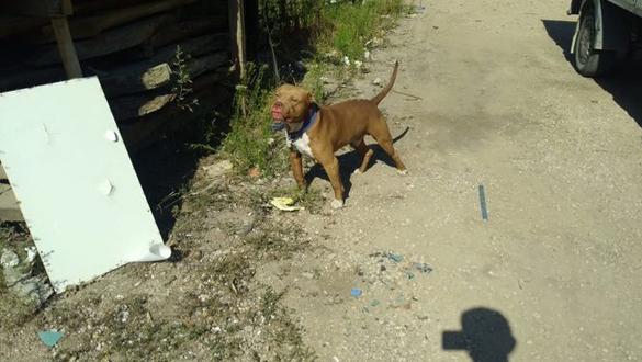 Mersin'de pitbull besleyen kiiye para cezas kesildi