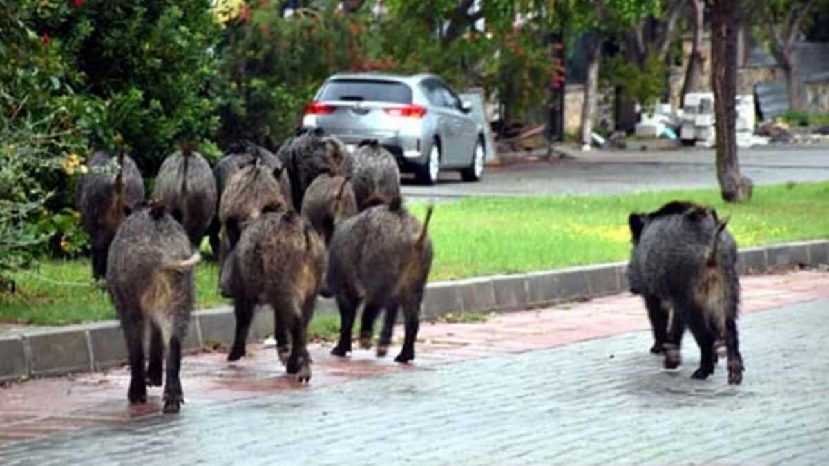 Bodrum'da a kalan domuzlar ile merkezine indi