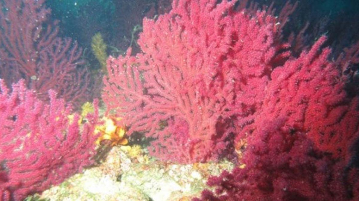 Balkesir Ayvalk'ta, denizlerin hazinesi krmz mercanlar koruyacak proje tantld