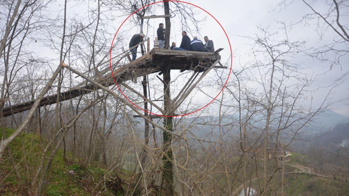 Ordu'da ilgin olay! zm asmasna kzd, aacn tepesine kamelya yapt