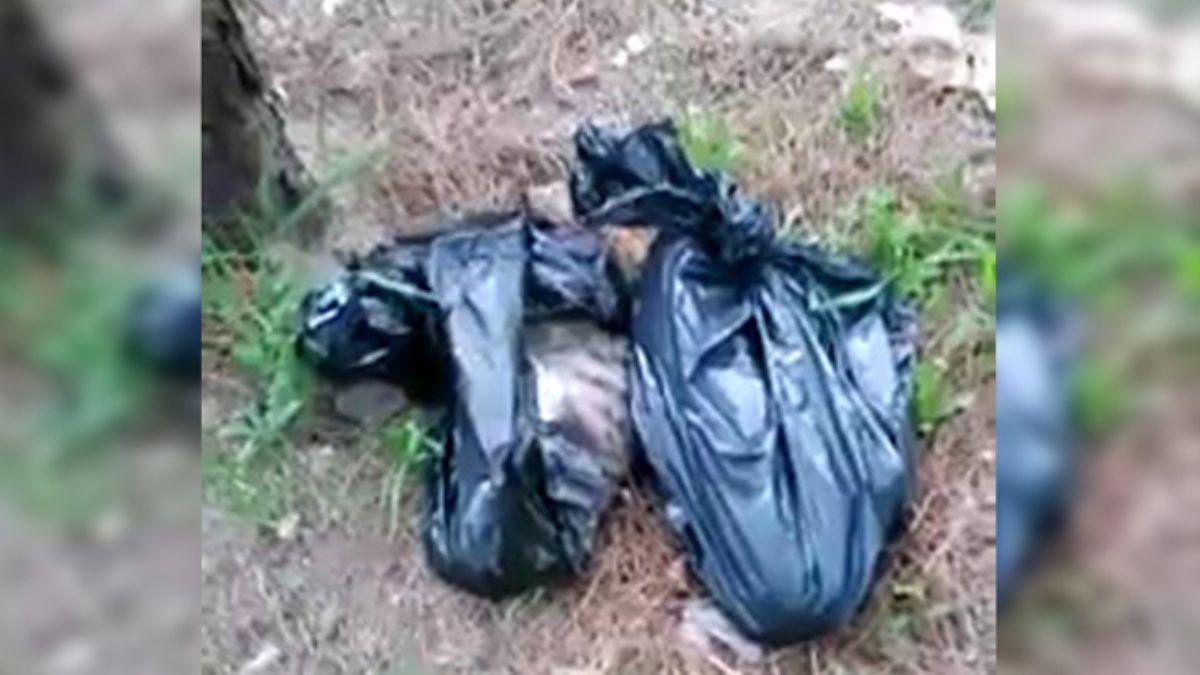Ormanlık alanda poşetler içinde 6 kedi ölüsü bulundu