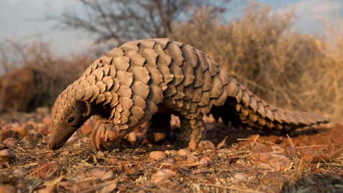 Tayland'da 76 pangolin kurtarld       