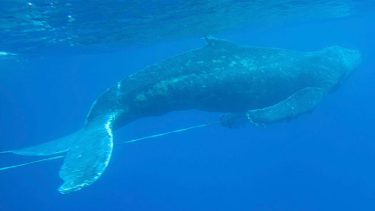 Hawaii'de olta iplerine dolanm balina kurtarld