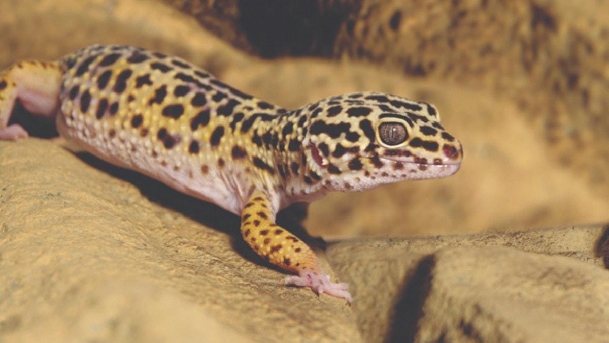 Trkiye'de yasak olan 'Leopard Gecko'lar internetten satlyor