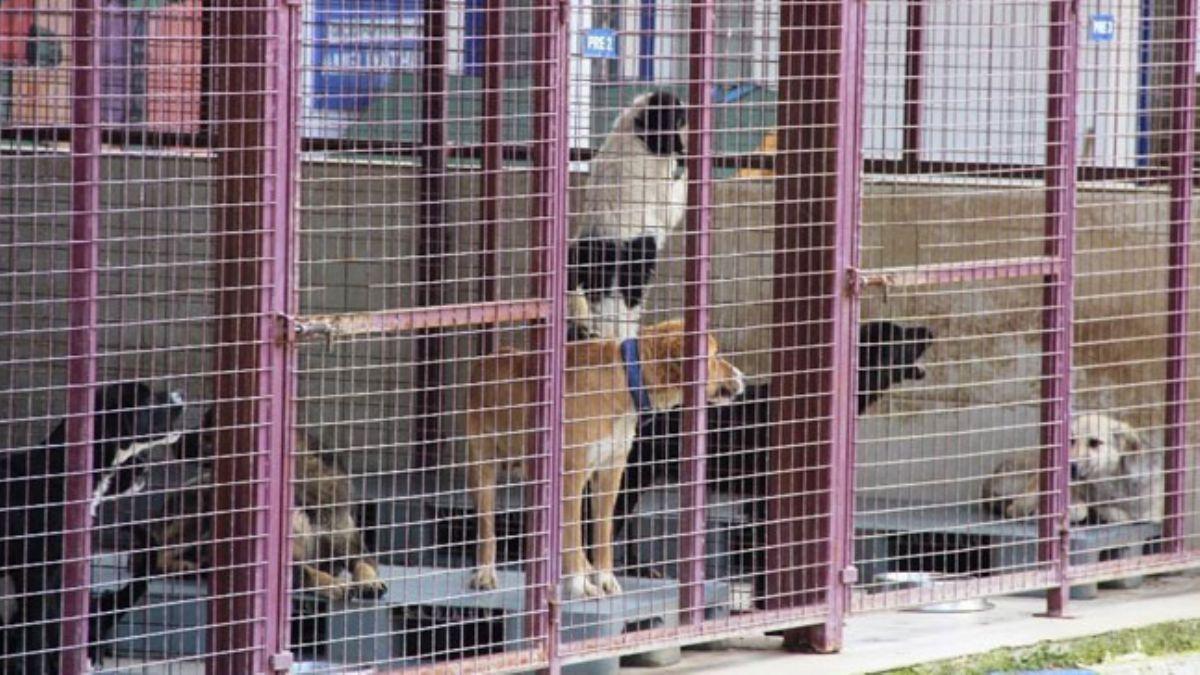 Bodrum'da barna basan kadn kpekleri serbest brakt 